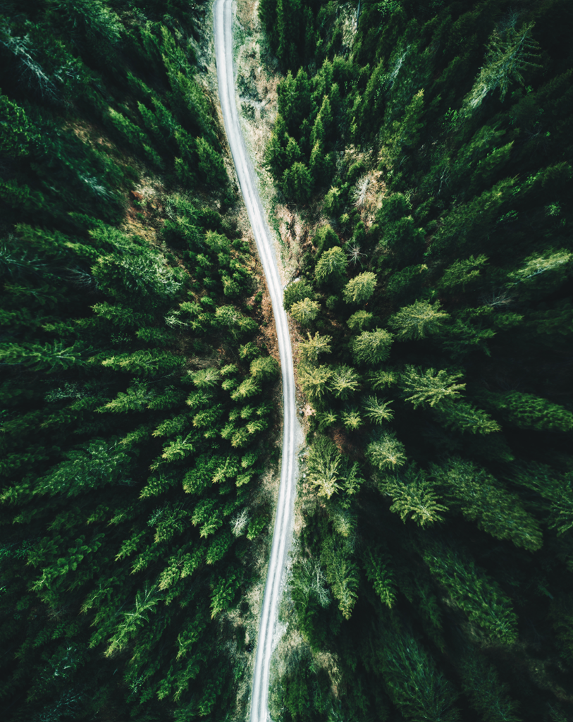 Forest from above